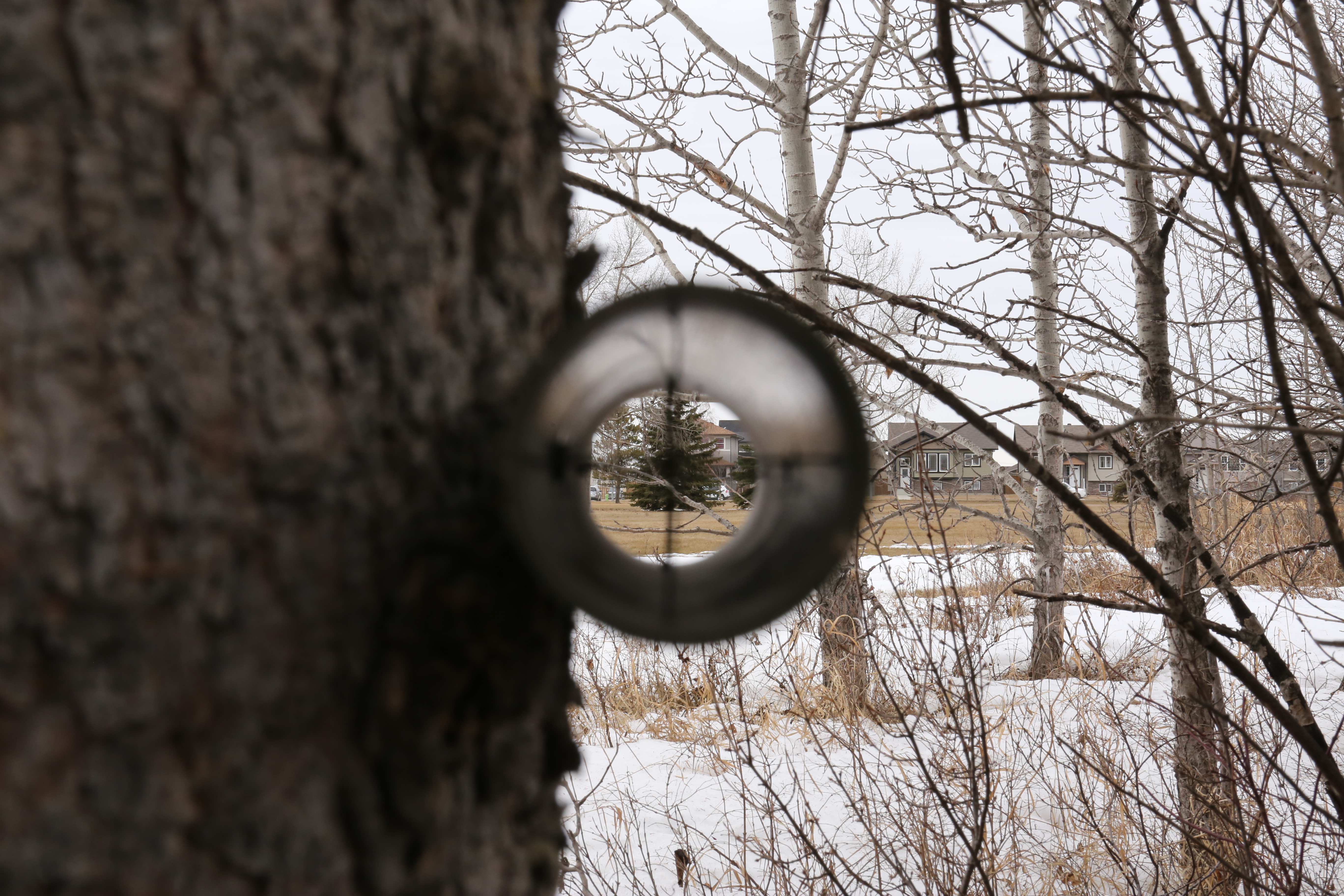 Line it up! (No living trees were harmed during the placement of this geocache.)