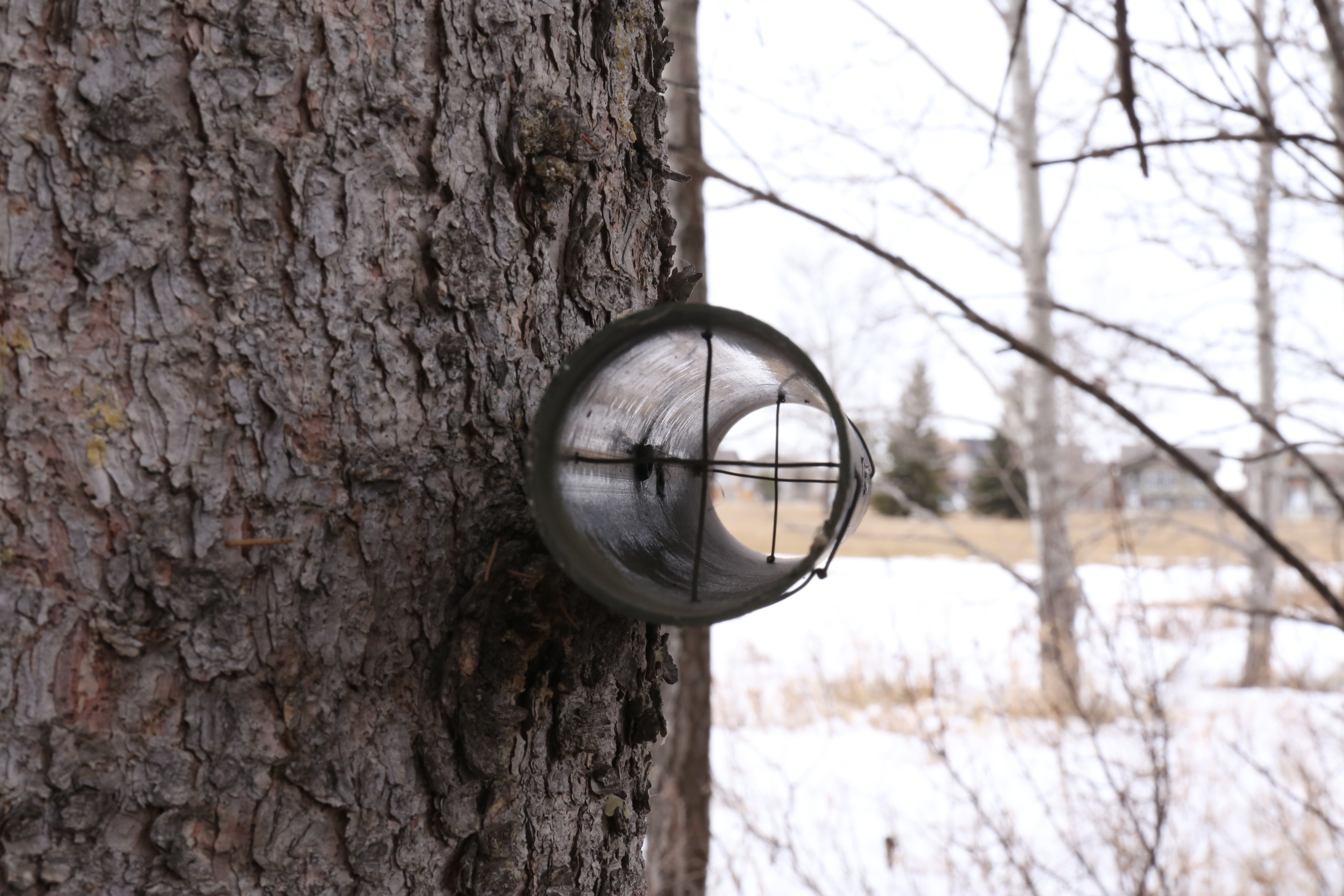 The line of sight tube attached to the already deceased tree. (Don't worry, we checked.)