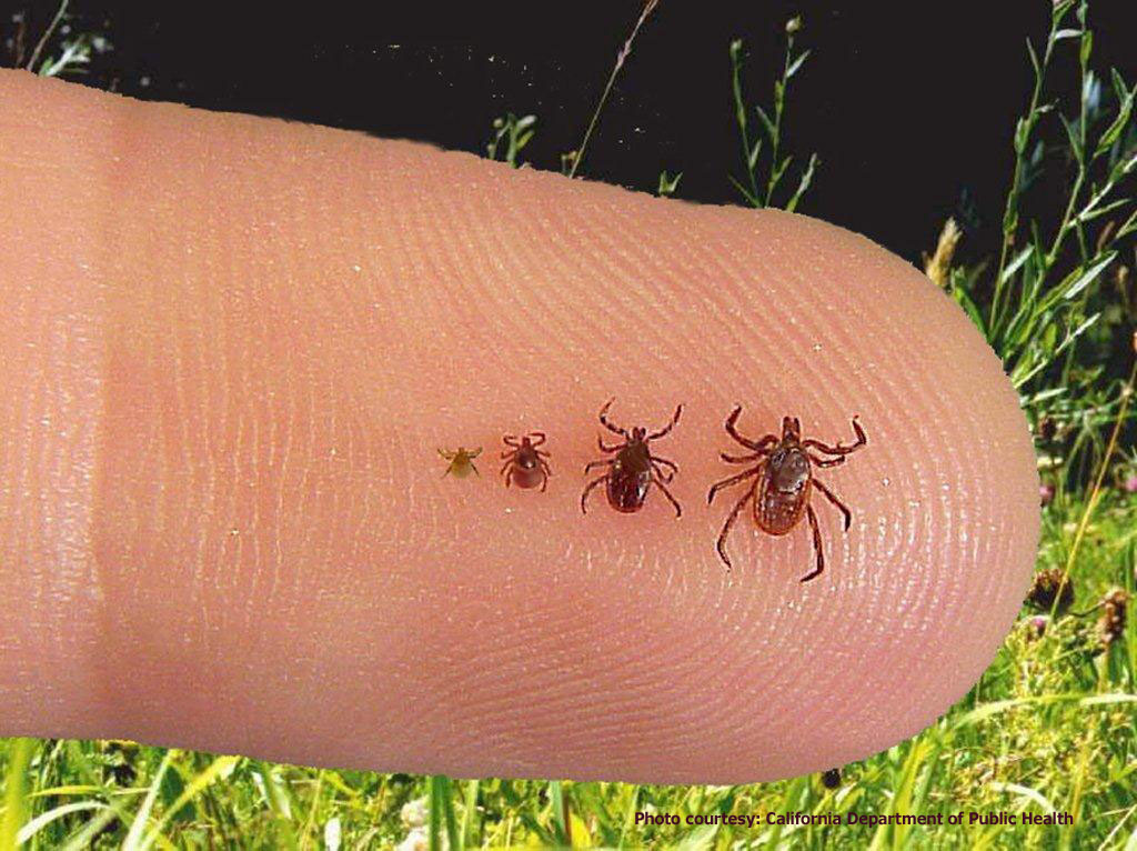 Yes indeed - this image of ticks is disgusting - Image (c) California Department of Public Health