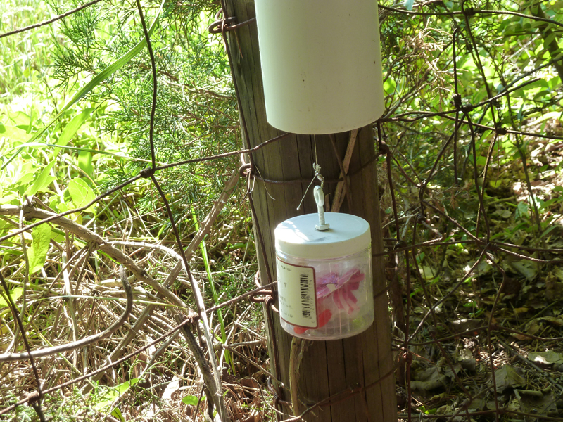 Huzzah! The geocache!