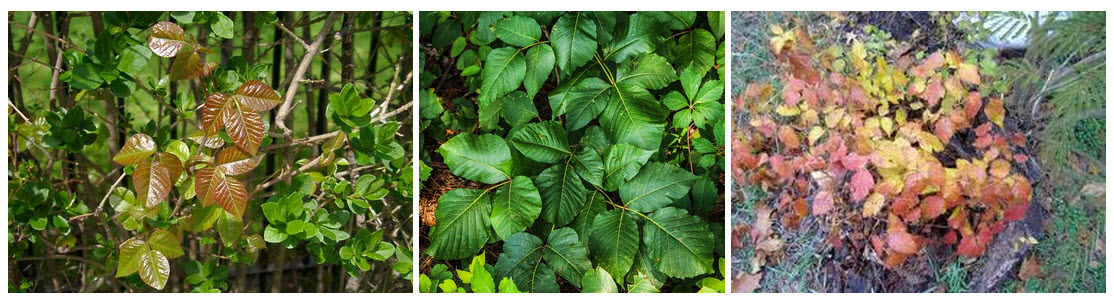 Poison Ivy is reddish in spring, green in summer, and yellow/orange/red in autumn