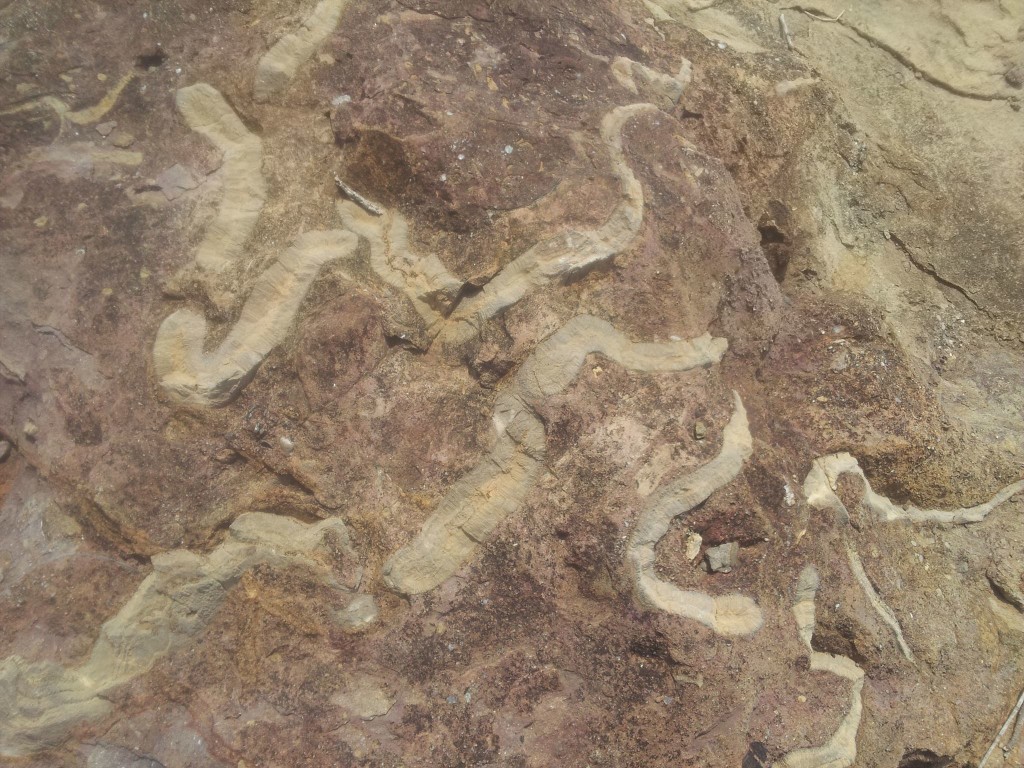 Fossilized Bryozoan colony. Photo by Calipso62.