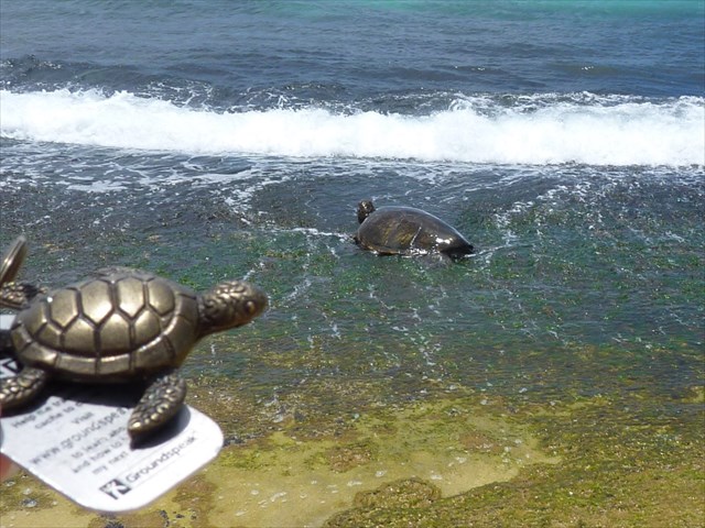 Turtle TB, meet Turtle