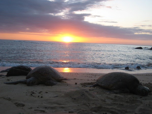 Will you be lucky enough to find the cache and see the turtles?