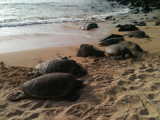 Green sea turtles are federally protected so make sure to stay at least 10 feet away from them