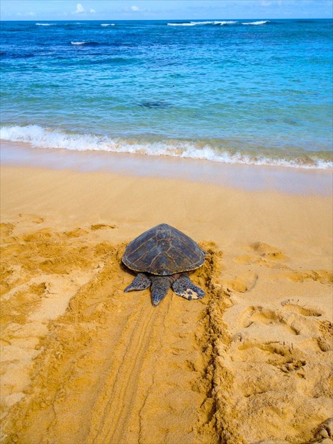 Going back out to the ocean
