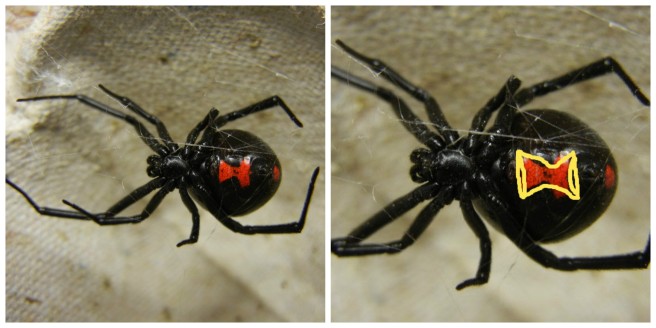 The black widow can be identified by a red, yellow, or white hourglass shape on their lower abdomen.