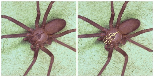 The brown recluse can be identified by the violin-shaped spot behind its eyes.