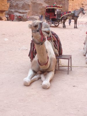 Camel resting at Petra