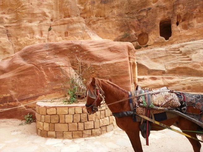 Horse transport at Petra