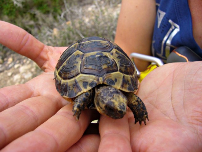 And a little turtle friend to comfort you on a job well done