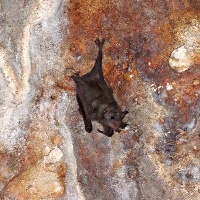 Deep, dark, bat-filled caves