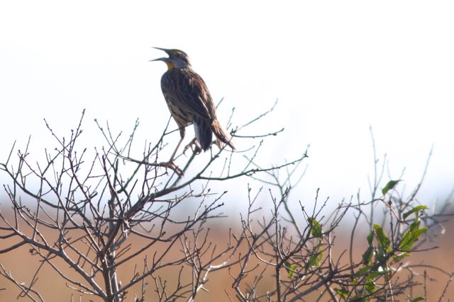 Kissimmee State Park