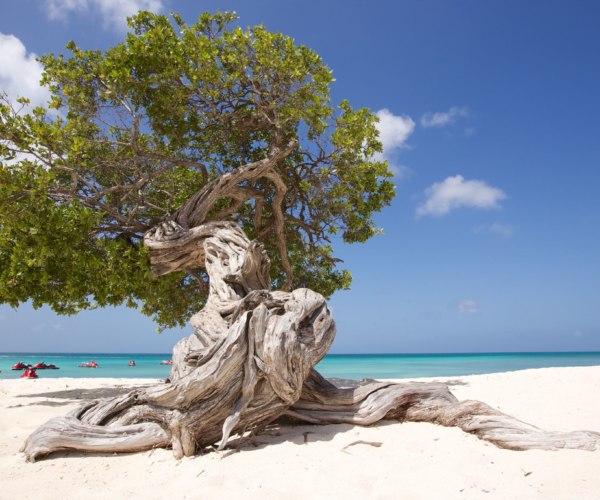 Divi Tree cache in Aruba (GCZ6JW)