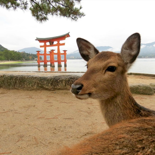 The great Torii gate and a little friend