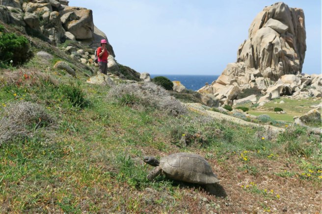 A steadfast tortoise along the path