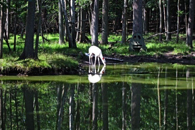 Albino deer drinking water