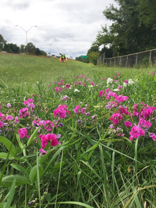 NEOGEO Adopt-A-Highway CITO #2, USA — GC7WDZE