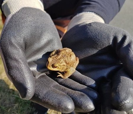 CITO Germany GC83C2X