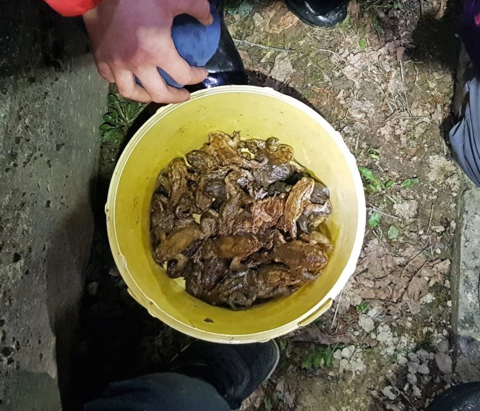 CITO Slovenia GC83WXD