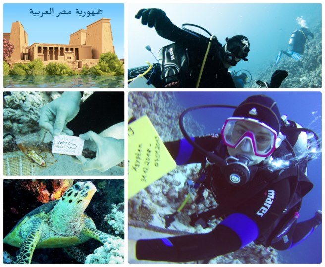 New country souvenir, Egypt, with Geocache of the Week: Tauchen im Roten Meer / Diving in the Red Sea