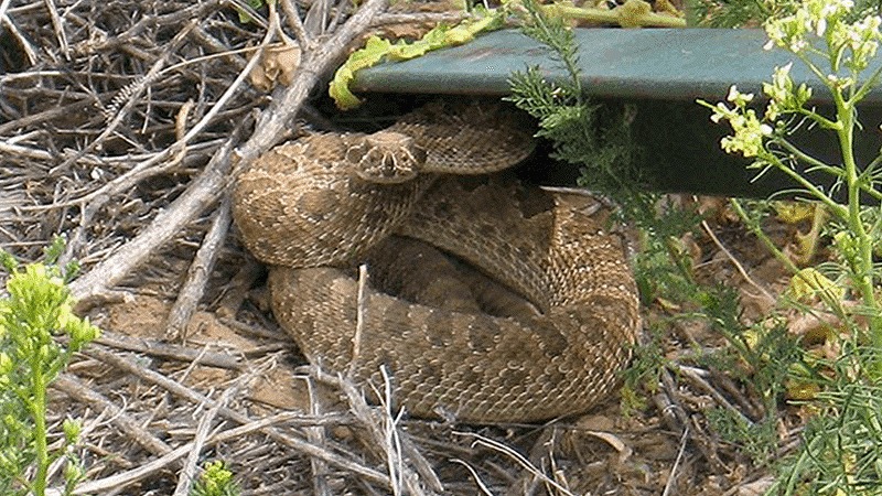 Coiled rattle snake by a geocache