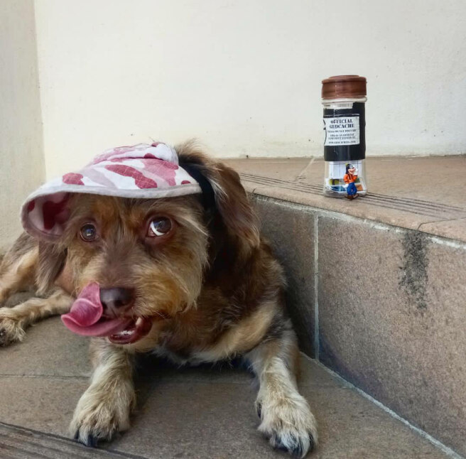 Dog wearing a visor